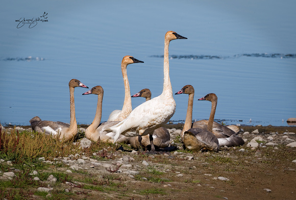 Trumpeter Swan family Ninepipe, MT