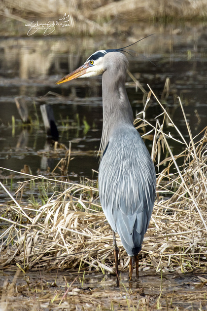 Zenfolio | Sharon Stadler Photography | Herons, Egrets & Sandhill Cranes